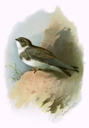Rondine di mare