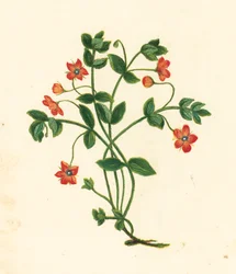 Pimpinella scarlatta, Anagallis Arvensis