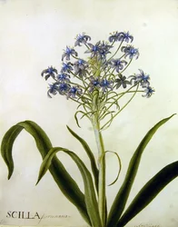 Studio botanico di Scilla Peruviana