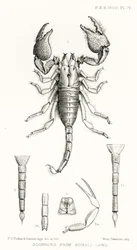 Scorpioni dalla Somalia, illustrazione da The Hope Reports, Vol. II, 1897-1900, a cura di Edward B. Poulton, Oxford, 1901