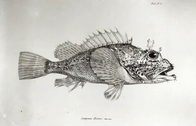 Pesce scorpione, tavola 8 da 