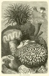 Anemoni di mare