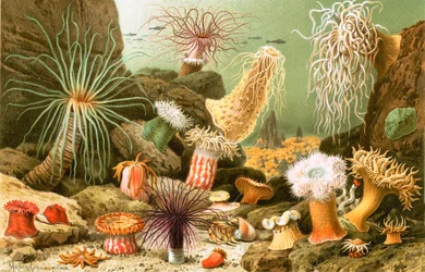 Anemoni di Mare