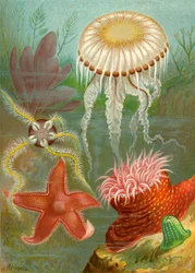 Meduse e stelle marine