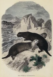 Lontra Marina di Kamtschatka