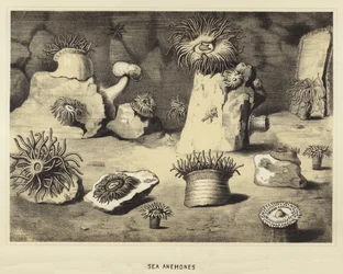 Anemoni di mare