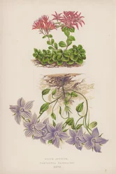 Sedum Spurium; Campanula Barrelieri