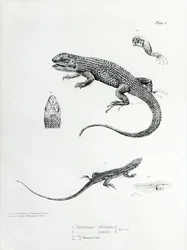 Iguana squamosa, illustrazione da 