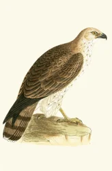Aquila minore, illustrazione da 