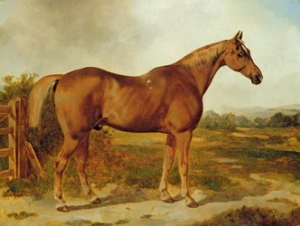 Silvertail, ritratto di un cavallo