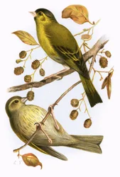 Lucherino