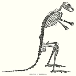 Scheletro di canguro
