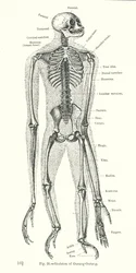 Scheletro di orangutan (incisione)