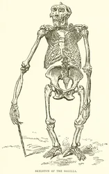 Scheletro del gorilla