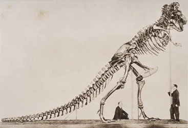 Scheletro del Tyrannosaurus Rex, nel Museo Americano di Storia Naturale, da 