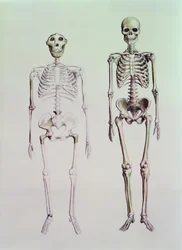 Scheletri di Australopithecus Boisei e Homo Sapiens