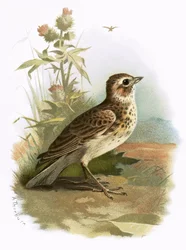 Allodola