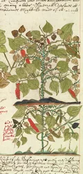 Pianta di Pepe da 