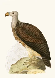 Avvoltoio socievole, illustrazione da 