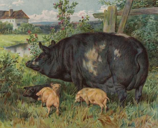 Scrofa e maialini