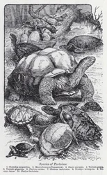 Specie di tartarughe (litografia)