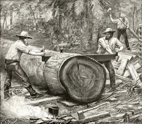 Spaccalegna nel Bush, c.1880, da 