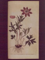 Anemone stellata (Anemone hortensis), tavola 123 da 