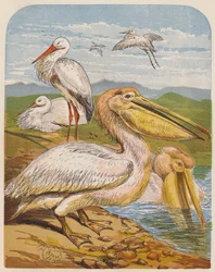 Cicogne e Pellicani