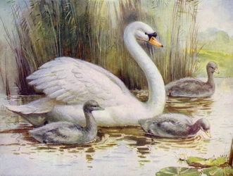 Cigno e cignetti