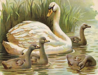 Cigno e cignetti