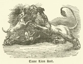 Leone domato