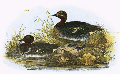 Alzavola (destra) e alzavola americana (sinistra)