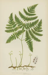 Polipodio tenero a tre rami