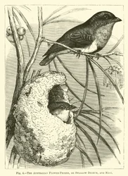 Il fiorpecker australiano, o Dicaeum rondine, e nido
