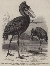 Il Balaeniceps rex, o cicogna del Nilo Bianco, recentemente aggiunto ai Giardini della Società Zoologica, Regent