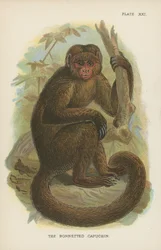 Il Cappuccino con il Berretto