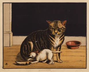 Il gatto