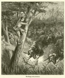 La carica dei bufali (incisione)
