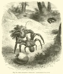 Il granchio ladro di cocco, Birgus latro