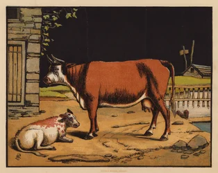 La mucca