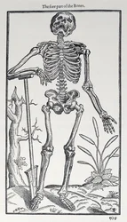 Parte anteriore delle ossa, tavola da The Historie of Man pubblicato da John Banister, 1578