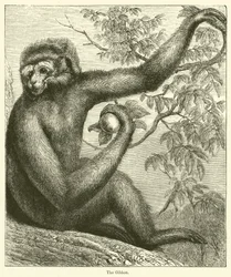 Il Gibbone (incisione)