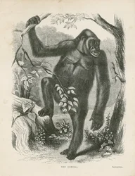 Il gorilla, frontespizio per Esplorazioni e Avventure in Africa Equatoriale di Paul B du Chaillu