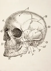 Il cranio umano, c.1890