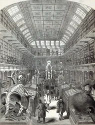 Il Museo Hunterian, al Royal College of Surgeons, da 