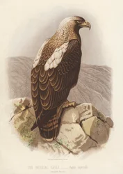 Aquila imperiale, Aquila Imperialis (litografia a colori)