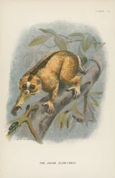 Il Loris Lento di Giava