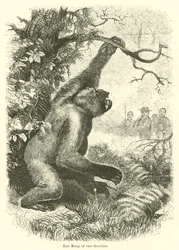 Il re dei gorilla