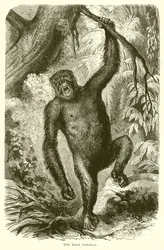Il gorilla maschio