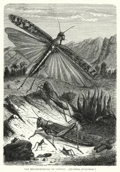 Le metamorfosi delle locuste, Acridium peregrinum